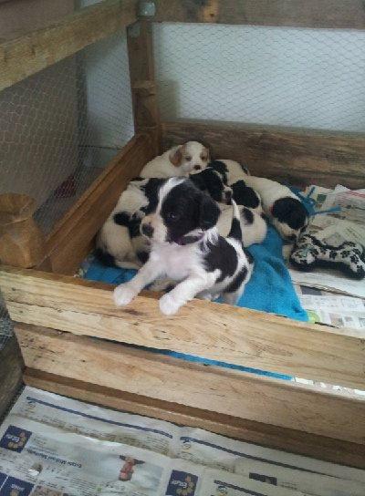 Blanding af racer Lilo billede 8