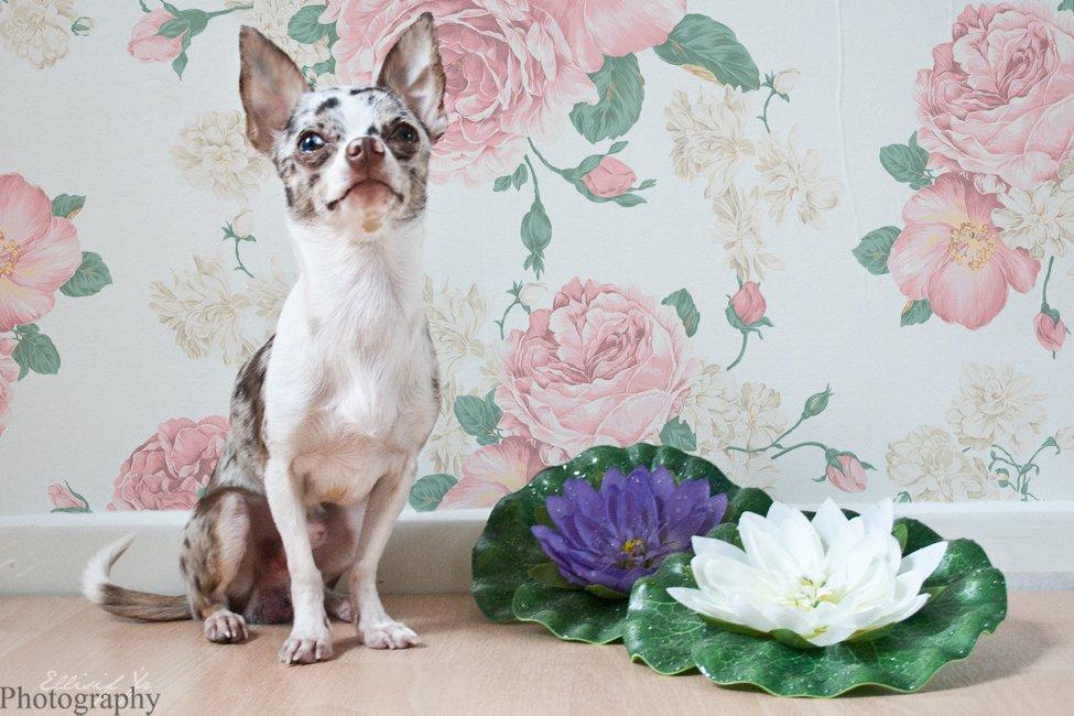 Chihuahua Mocha billede 8