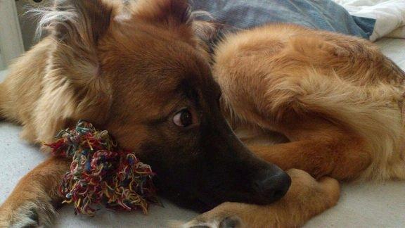 Blanding af racer Chewbacca - Chewbacca - 7½ mdr. gammel billede 4