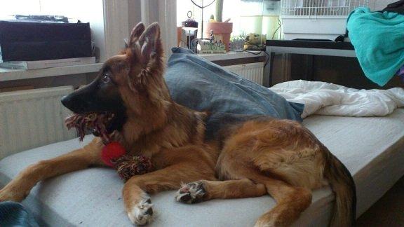 Blanding af racer Chewbacca - Chewbacca - 7½ mdr. gammel billede 5