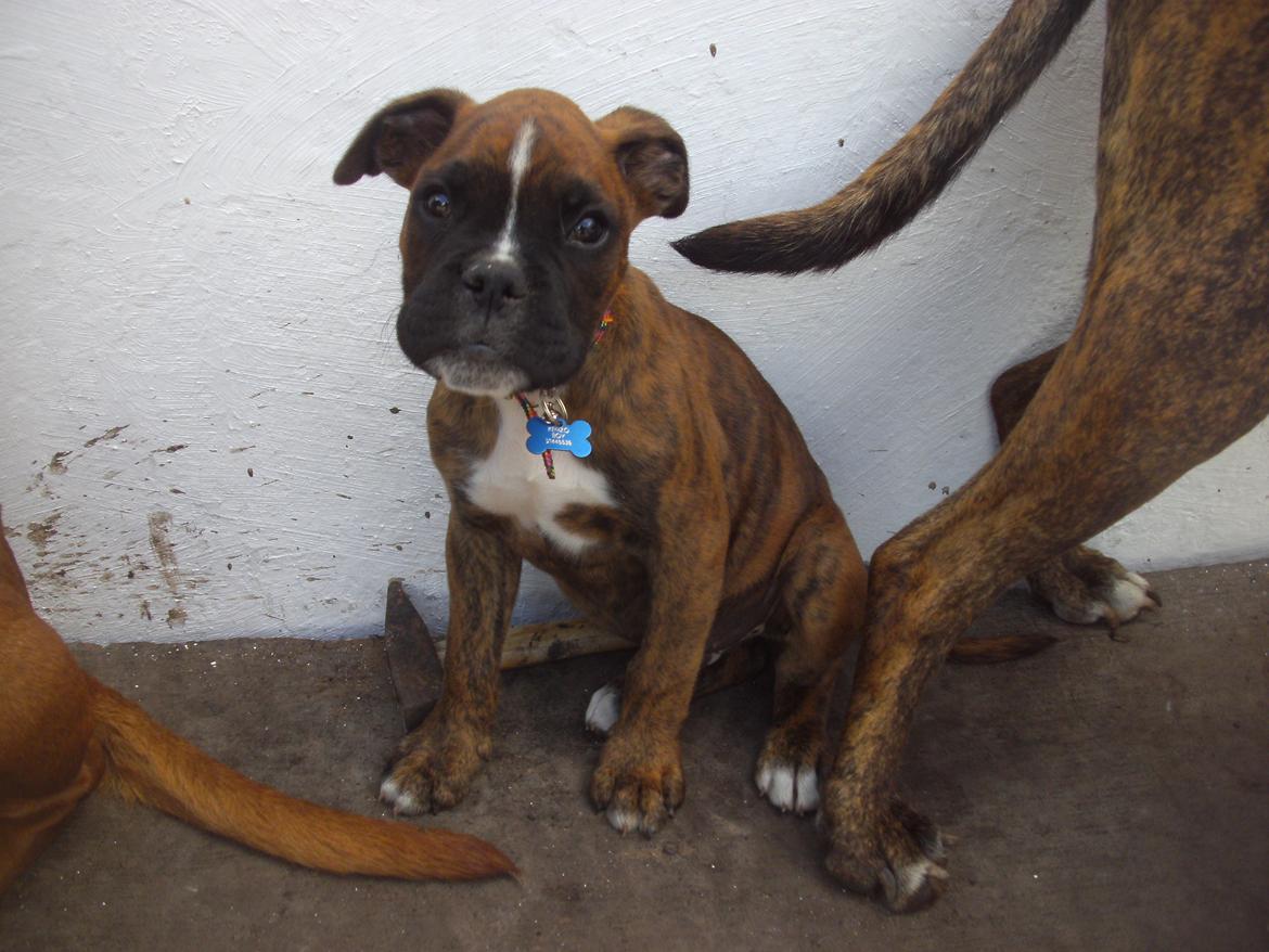 Boxer kenzo boy billede 1