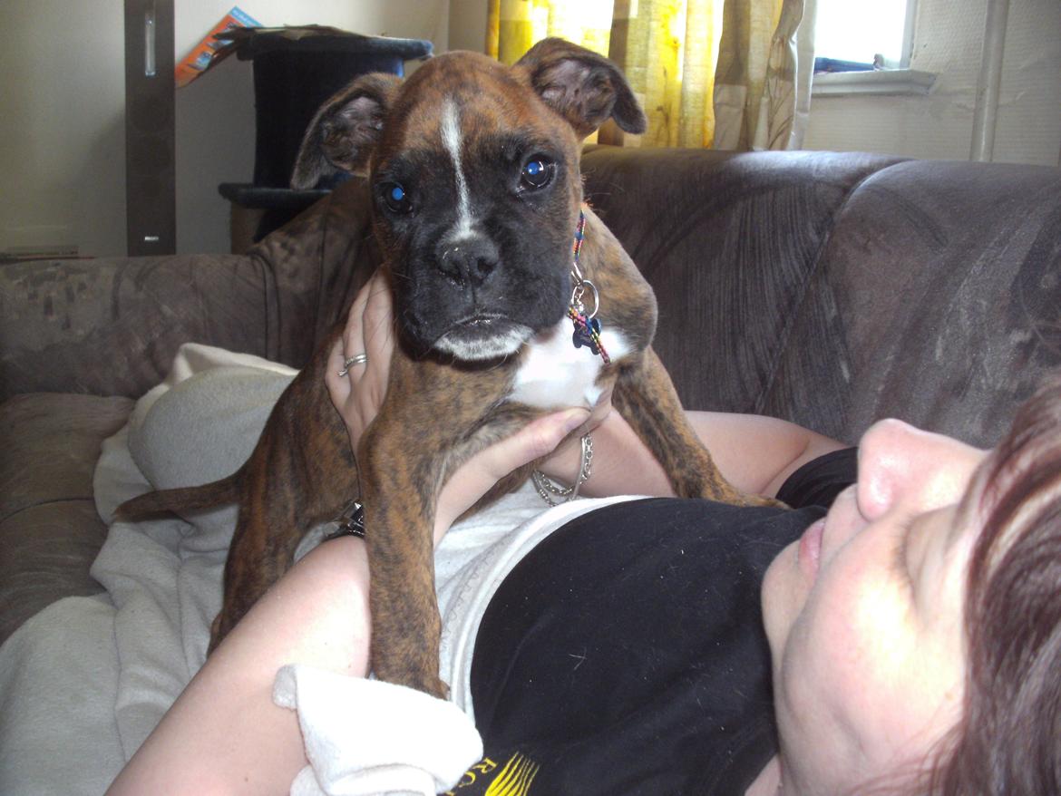 Boxer kenzo boy billede 2