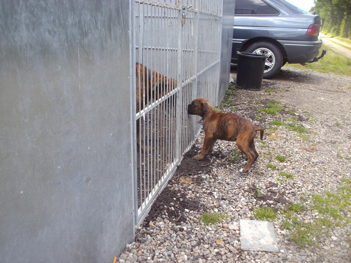 Boxer kenzo boy billede 3