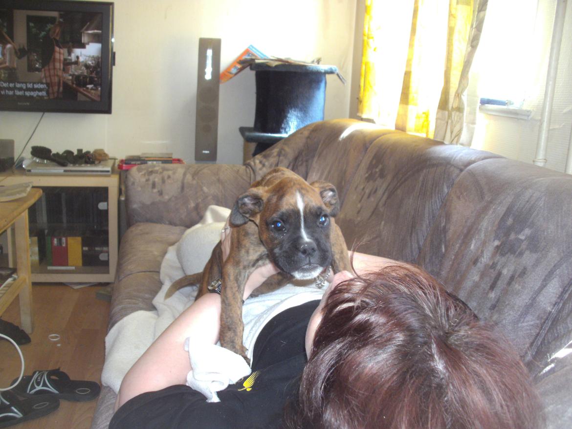 Boxer kenzo boy billede 5