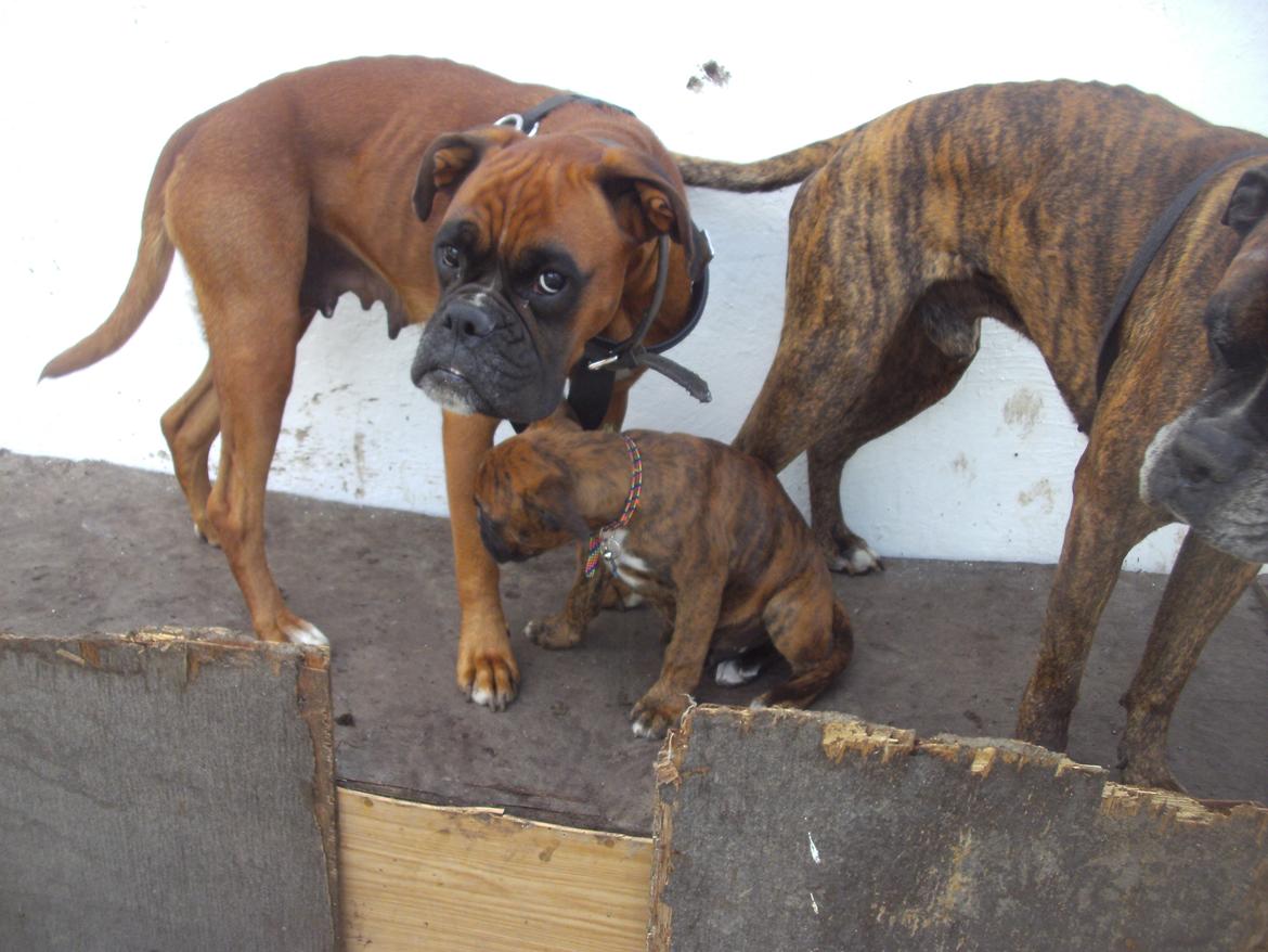 Boxer kenzo boy billede 6