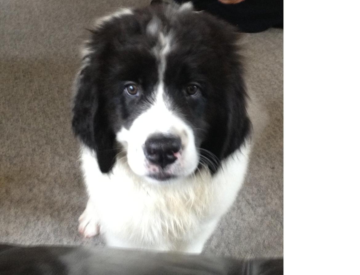 Landseer Gaston - Apenayaa's Angelic Rafael billede 1