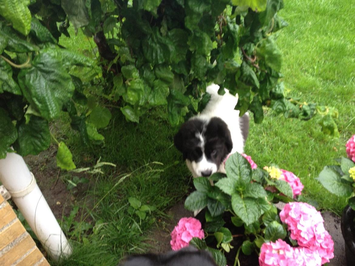 Landseer Gaston - Apenayaa's Angelic Rafael billede 2