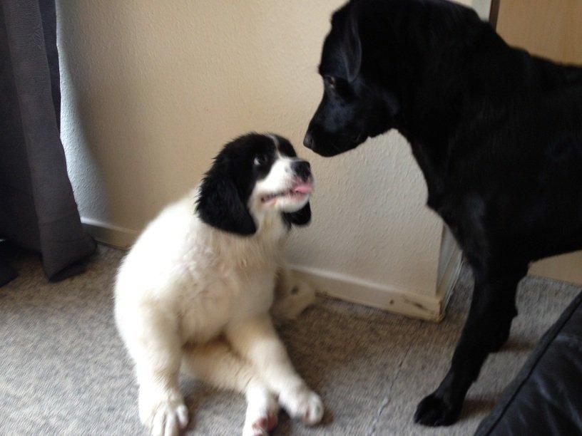 Landseer Gaston - Apenayaa's Angelic Rafael billede 3