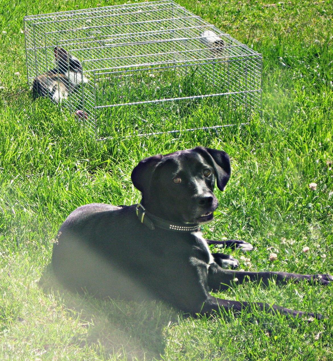 Blanding af racer Lucas - Slapper lige af og nyder vejret med Pjerrot ;D billede 7