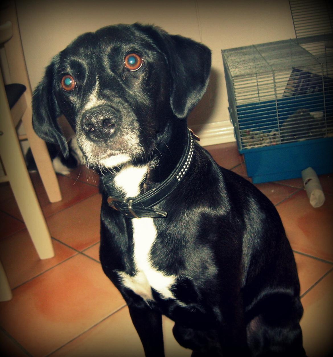 Blanding af racer Lucas billede 11