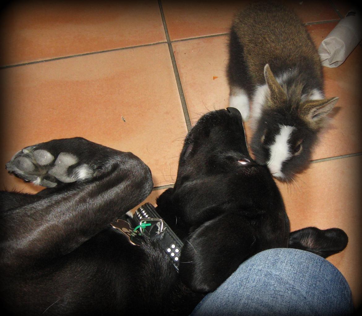 Blanding af racer Lucas - Halløj Pjerrot :p billede 8