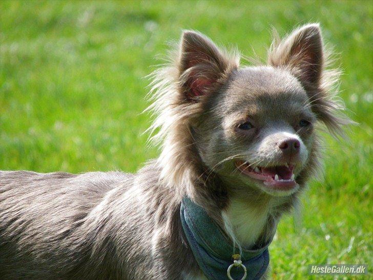 Chihuahua Laika "Min Egen Hundebasse" - Velkommen til Laika's profil :-) Lig gerne en bedømmelse og kommentar hos den dejlige vuffer :D billede 1