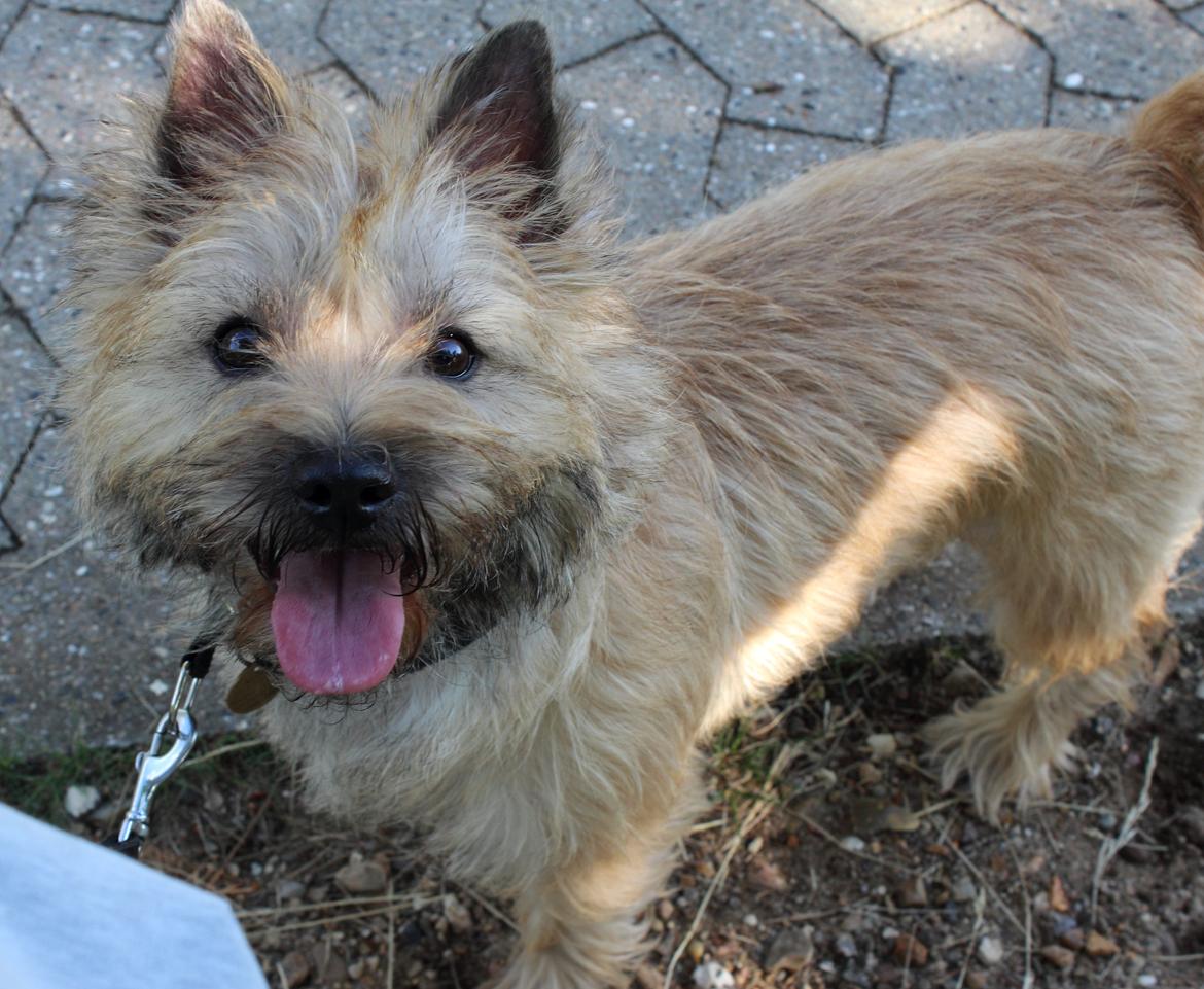 Cairn terrier Nova R.I.P. billede 5