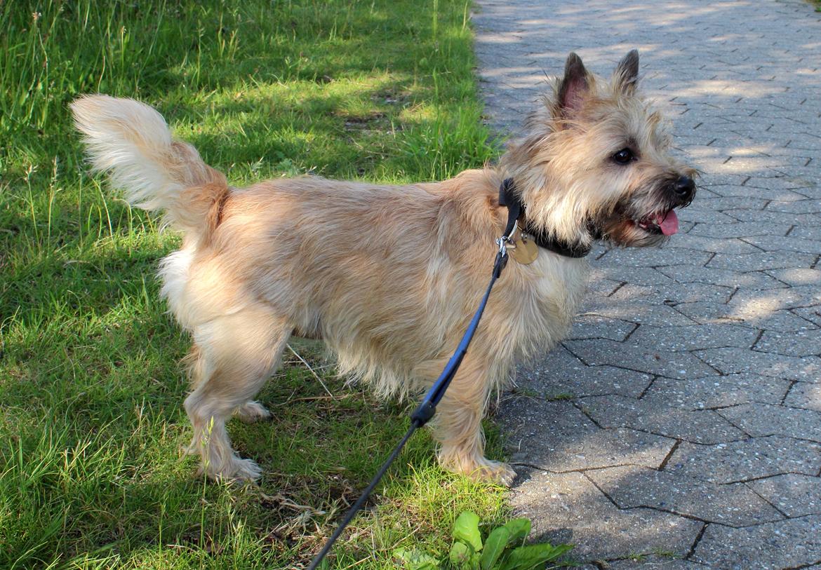 Cairn terrier Nova R.I.P. - Nova på tur godt 2måneder efter operation for løs knæskal. Benet bliver bedre og bedre :) billede 8