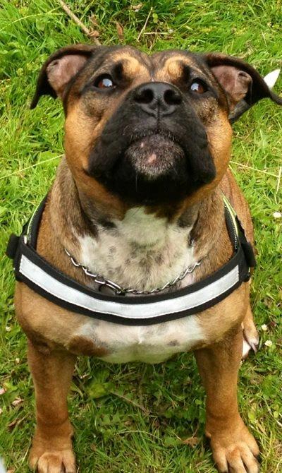 Staffordshire bull terrier RIP Scarlett billede 2