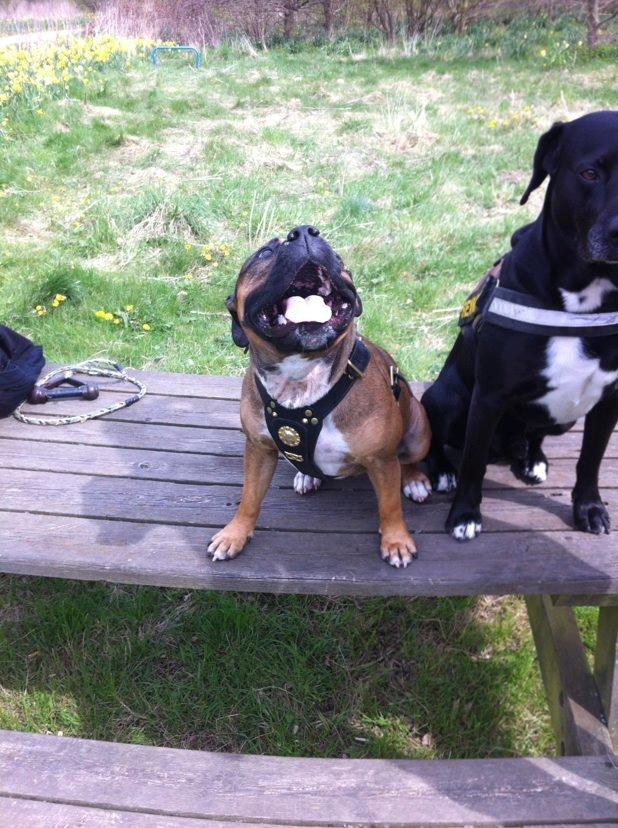 Staffordshire bull terrier RIP Scarlett billede 3