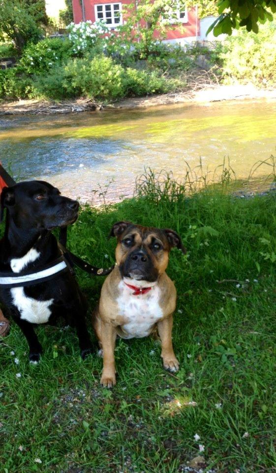 Staffordshire bull terrier RIP Scarlett billede 5