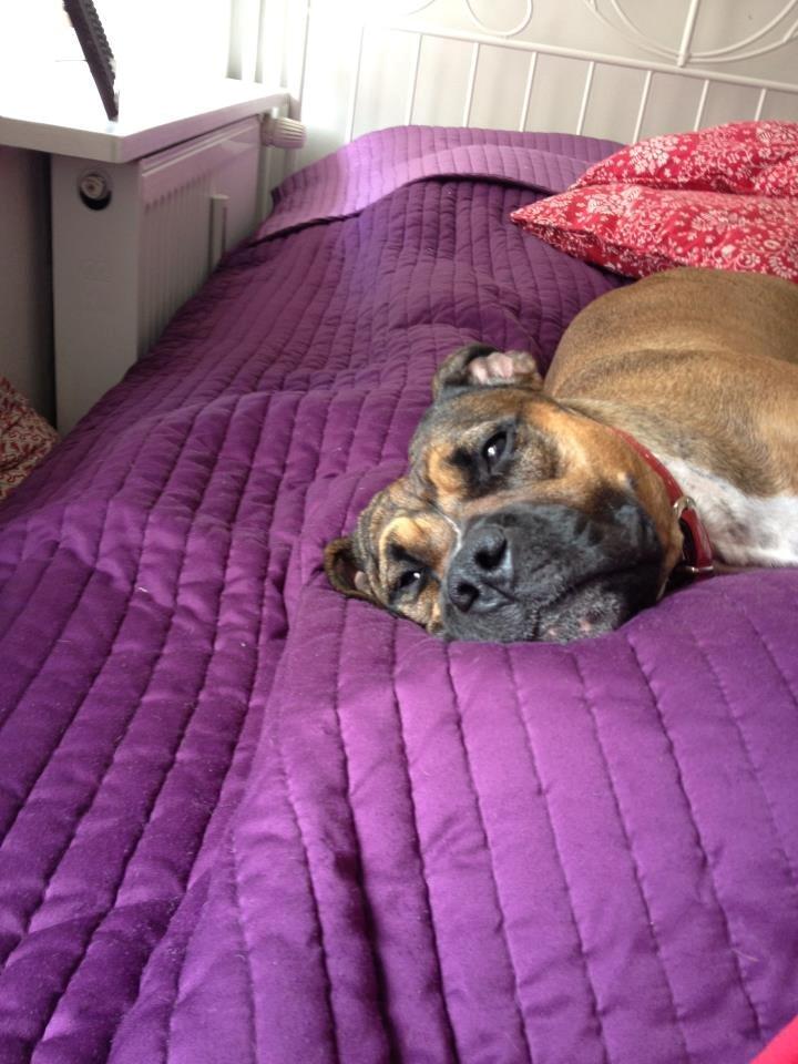 Staffordshire bull terrier RIP Scarlett billede 6