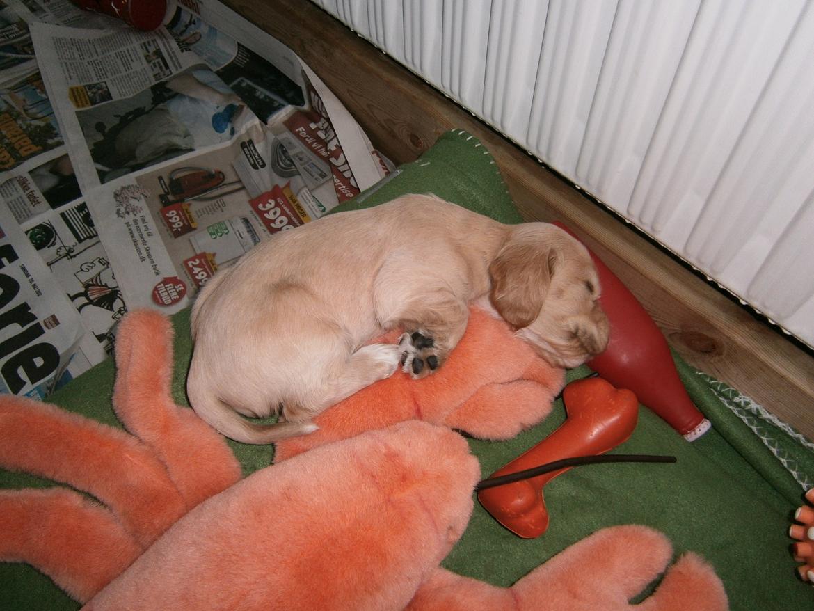 Cocker spaniel Cocio  - en lille træt vuffer efter at have mødt mig<3<3 4uger billede 23