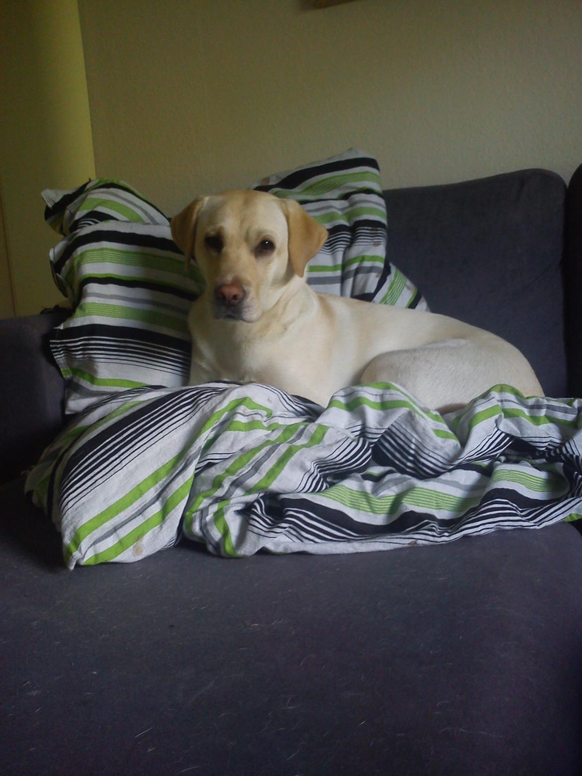 Labrador retriever (Fomel 1) Trine - nu jeg klar til at se film sammen med min mor :) billede 10