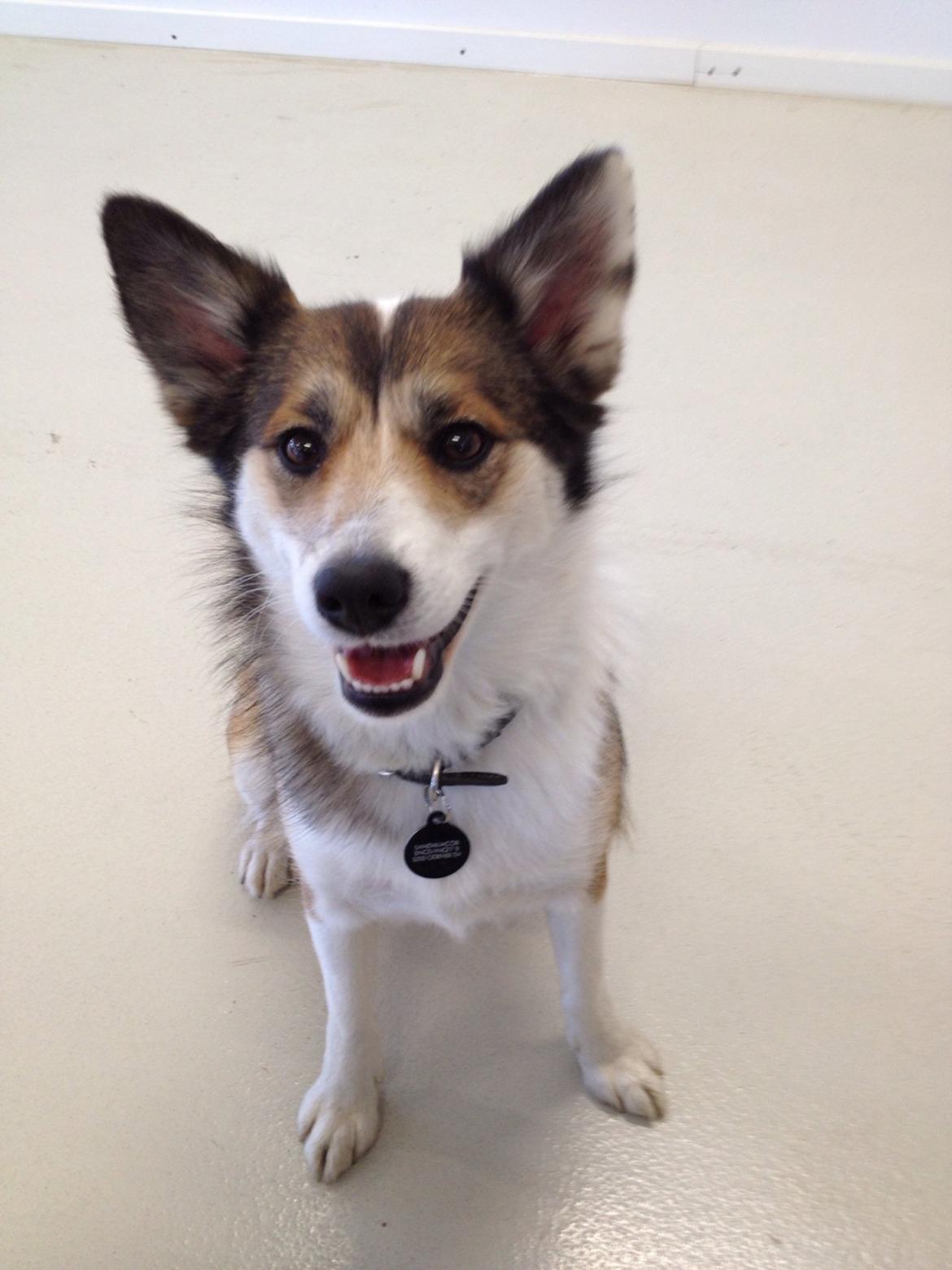 Islandsk fårehund Sofie billede 1