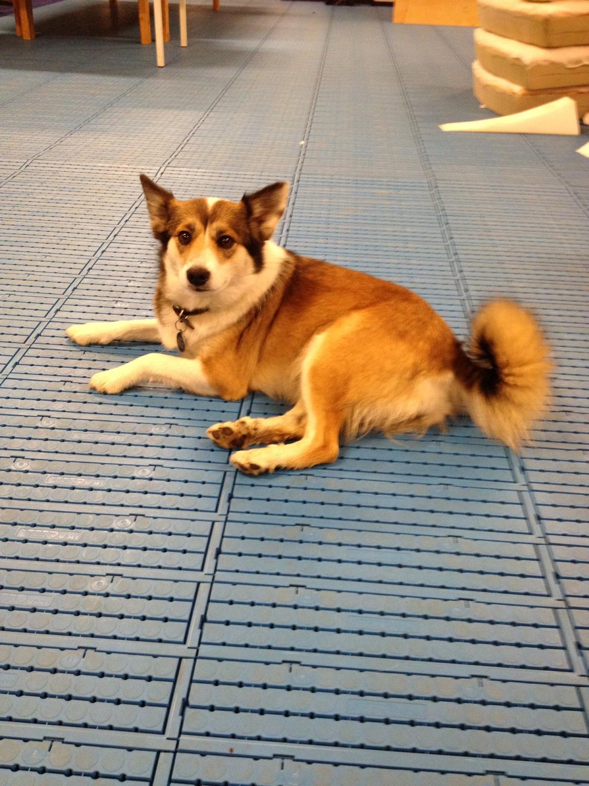 Islandsk fårehund Sofie billede 11