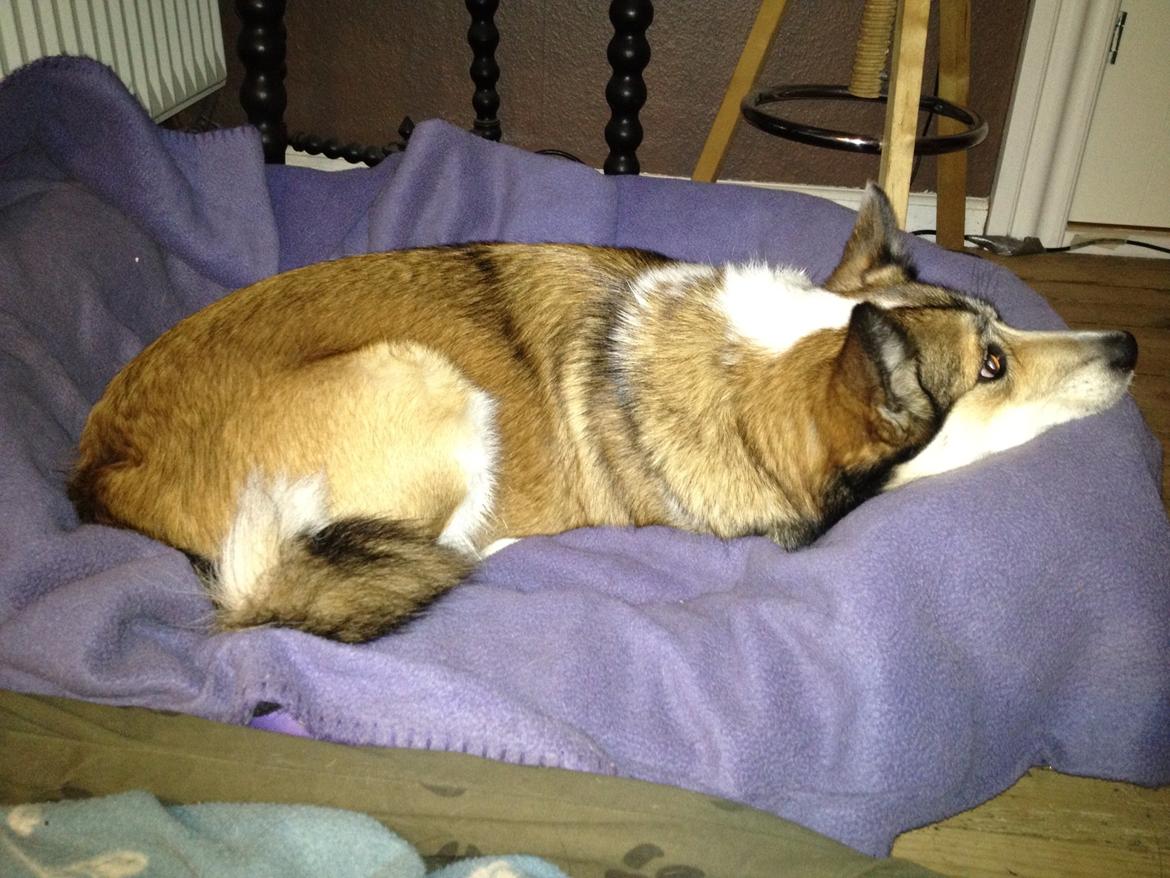 Islandsk fårehund Sofie billede 20