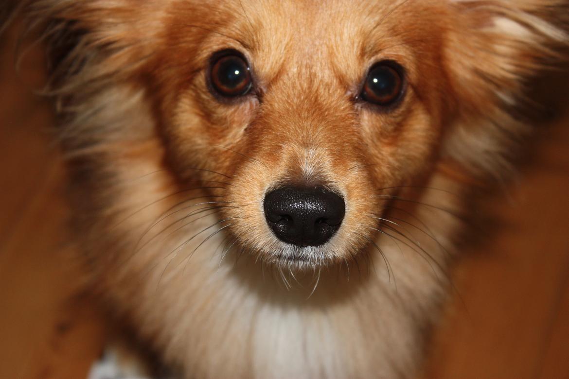 Blanding af racer Balou - 21.06.12 billede 1