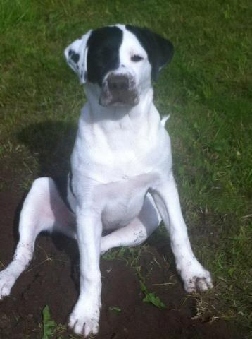 Blanding af racer Anton - Taget d. 23/6. Synes at Anton, var ret stille og ville da lige se hvad han lavede i haven, han havde så åbenbart gravet et kæmpe hul, som han forsøgte at sidde sig oven på da jeg kom ud, synes han ligner en der tænker " mor opdager aldrig jeg har lavet ba billede 1