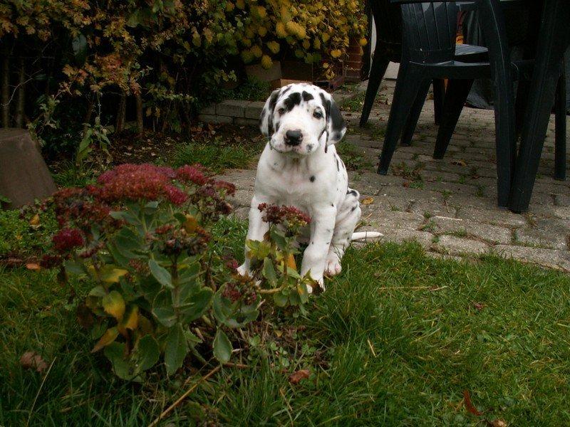 Grand danois Horsebjerg Marcella (Himmelhund) - Haven indtages billede 2