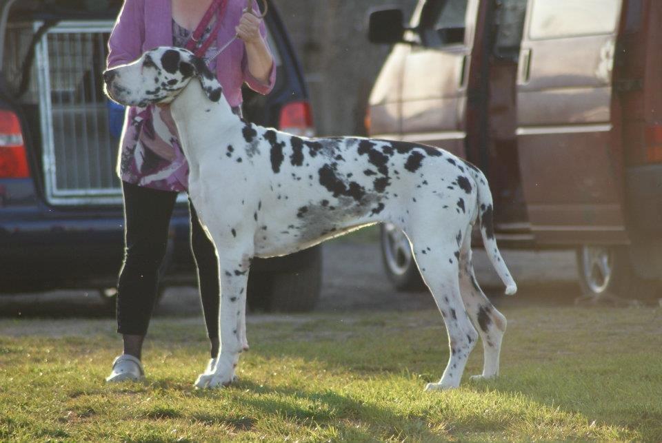 Grand danois Horsebjerg Marcella (Himmelhund) - Ringtræning billede 5