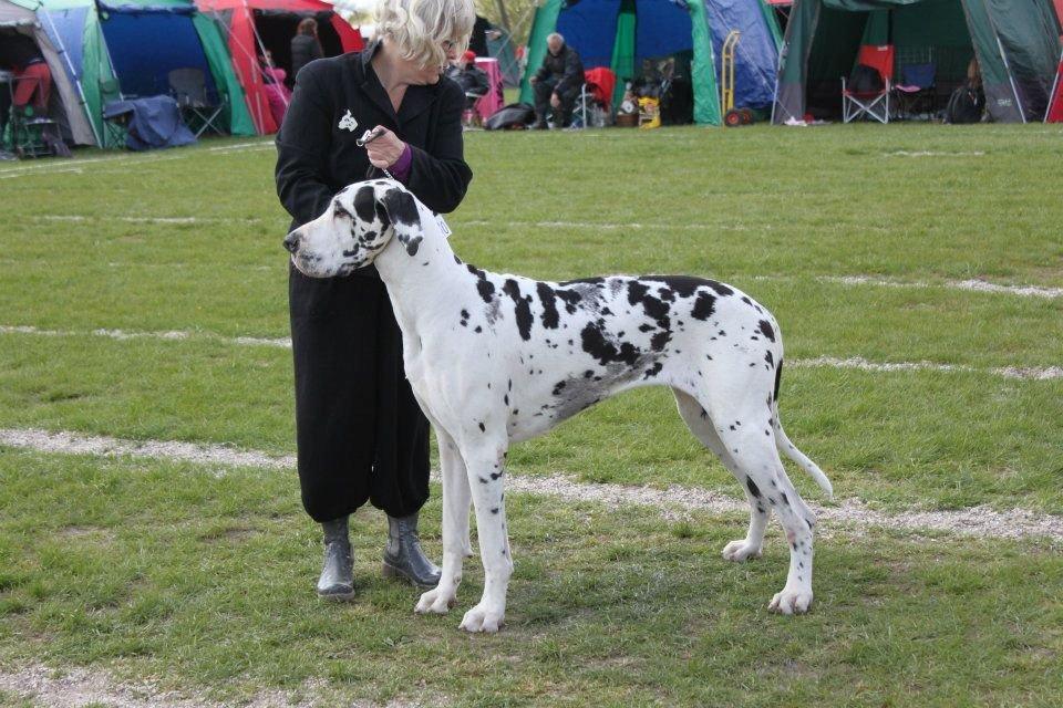 Grand danois Horsebjerg Marcella (Himmelhund) - Udstilling i Roskilde Maj 2012 billede 6