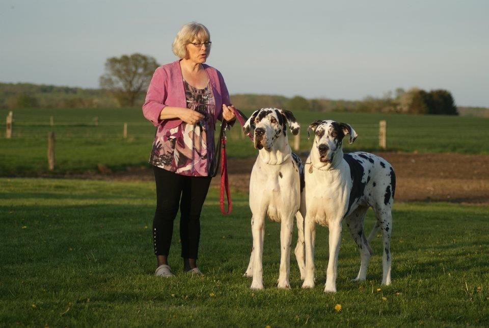 Grand danois Horsebjerg Marcella (Himmelhund) - Marcella og Athena til ringtræning billede 7