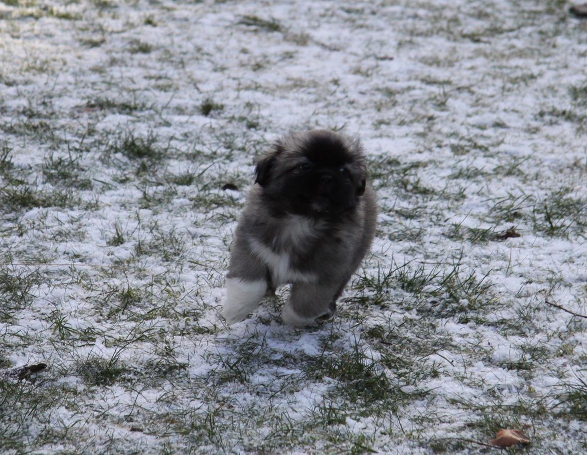 Tibetansk spaniel Our Passion Billie Jean billede 10