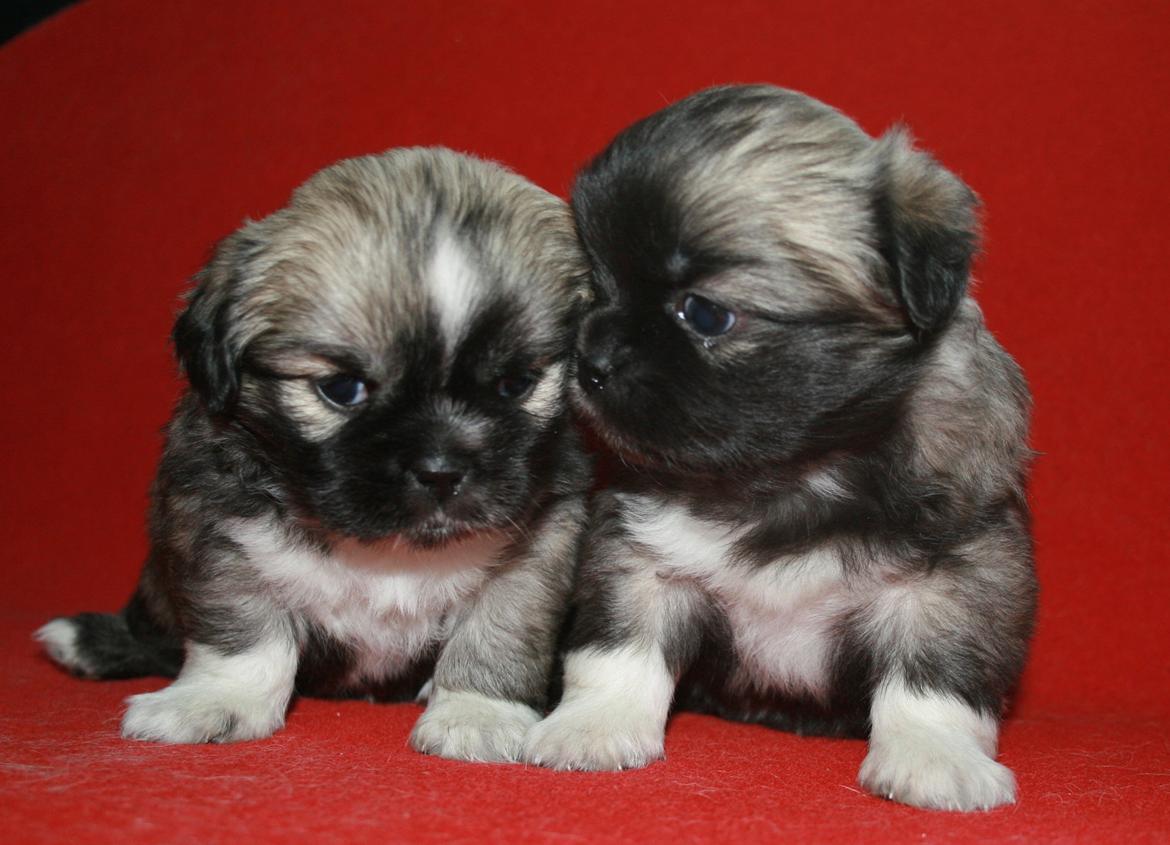 Tibetansk spaniel Our Passion Billie Jean - Jean og hendes søster;) billede 11