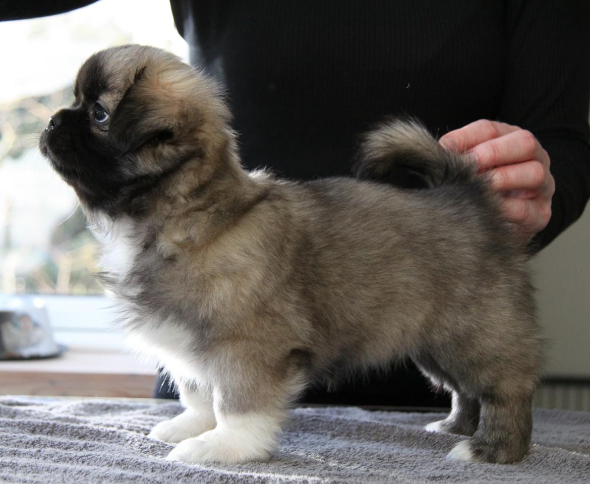 Tibetansk spaniel Our Passion Billie Jean billede 12