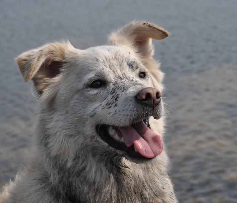 Blanding af racer Bamse billede 8