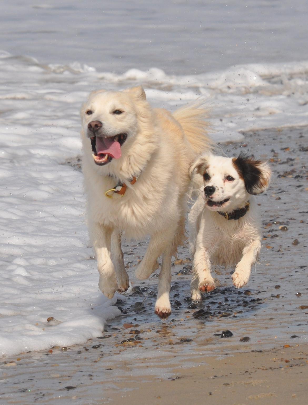 Blanding af racer Bamse billede 10