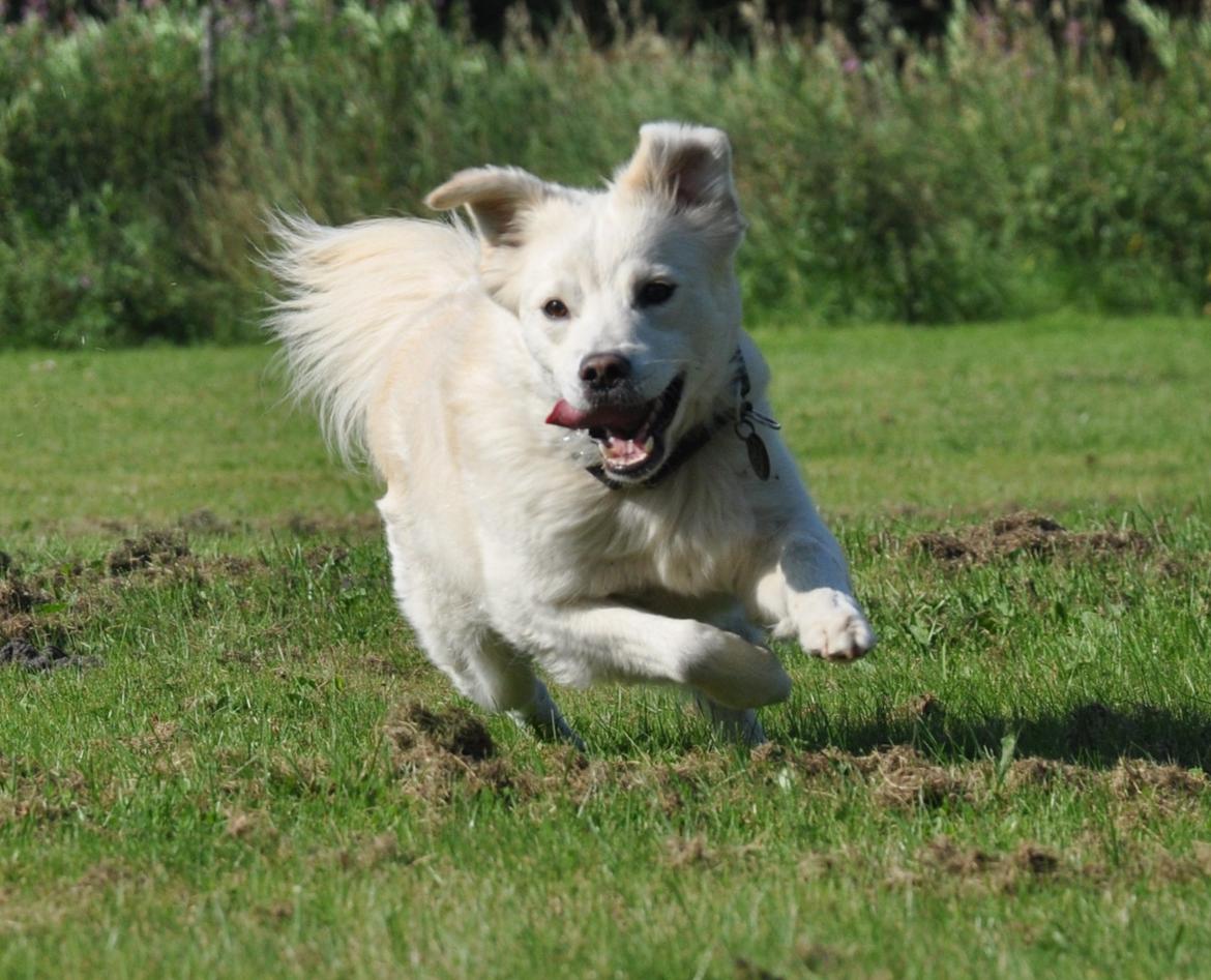 Blanding af racer Bamse billede 18