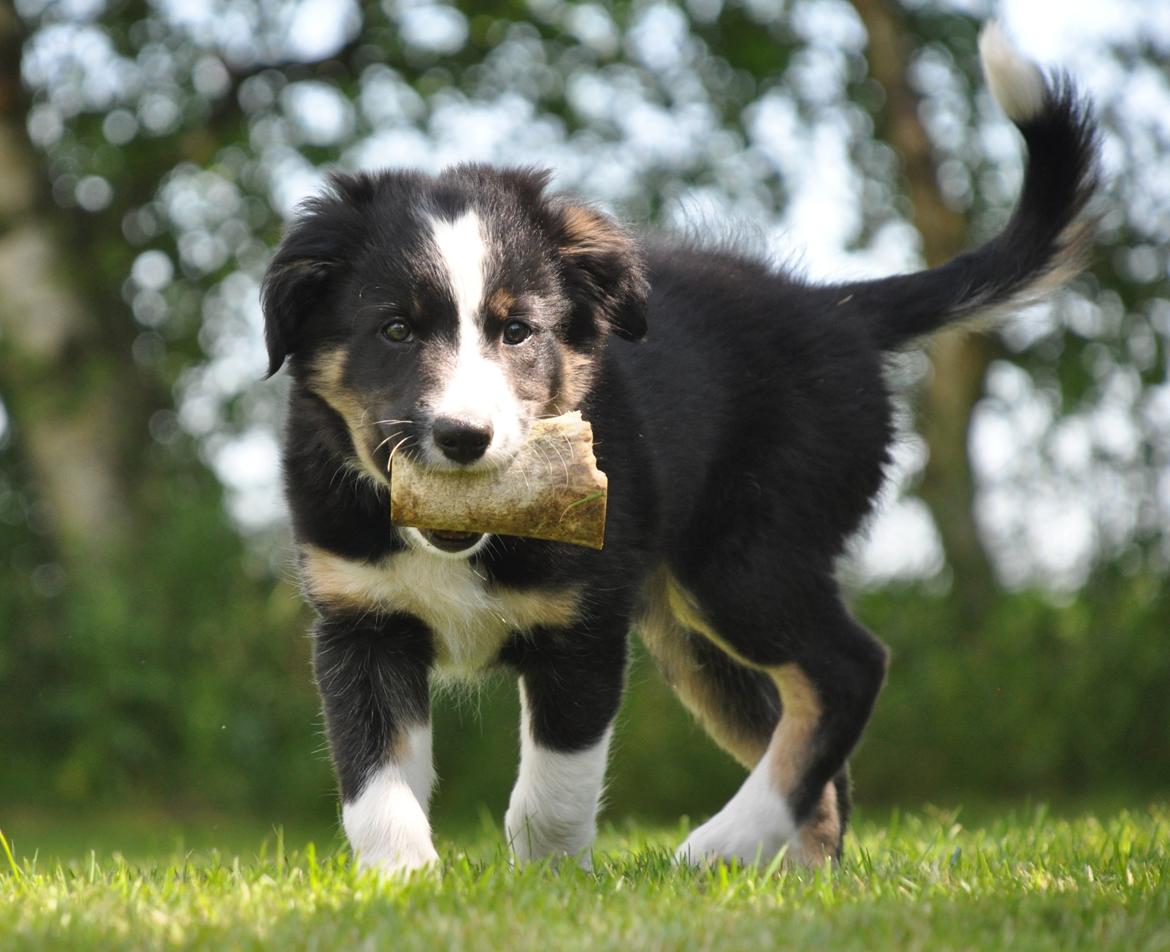 Border collie Krauholt Talented Yoda billede 9