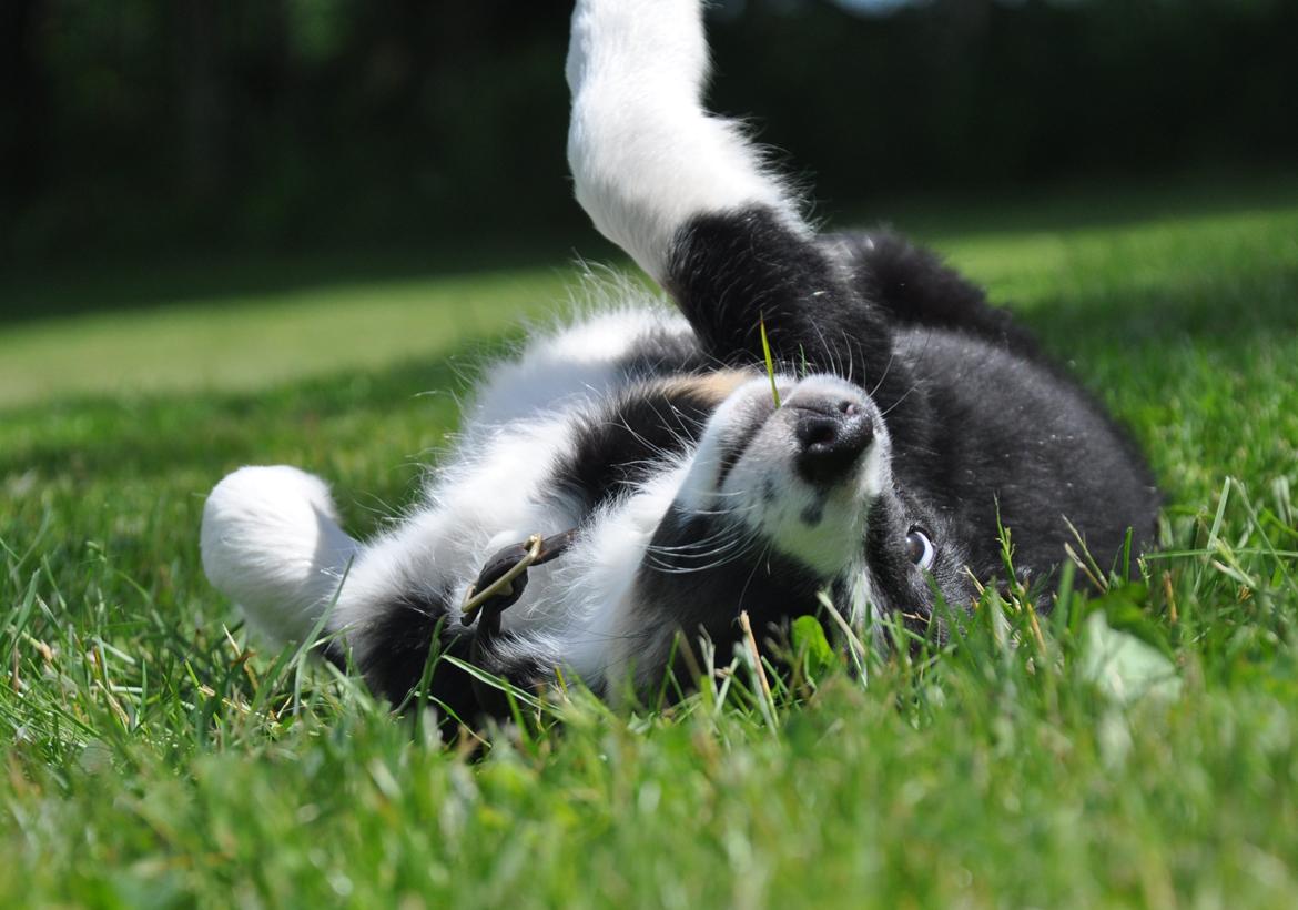 Border collie Krauholt Talented Yoda billede 10