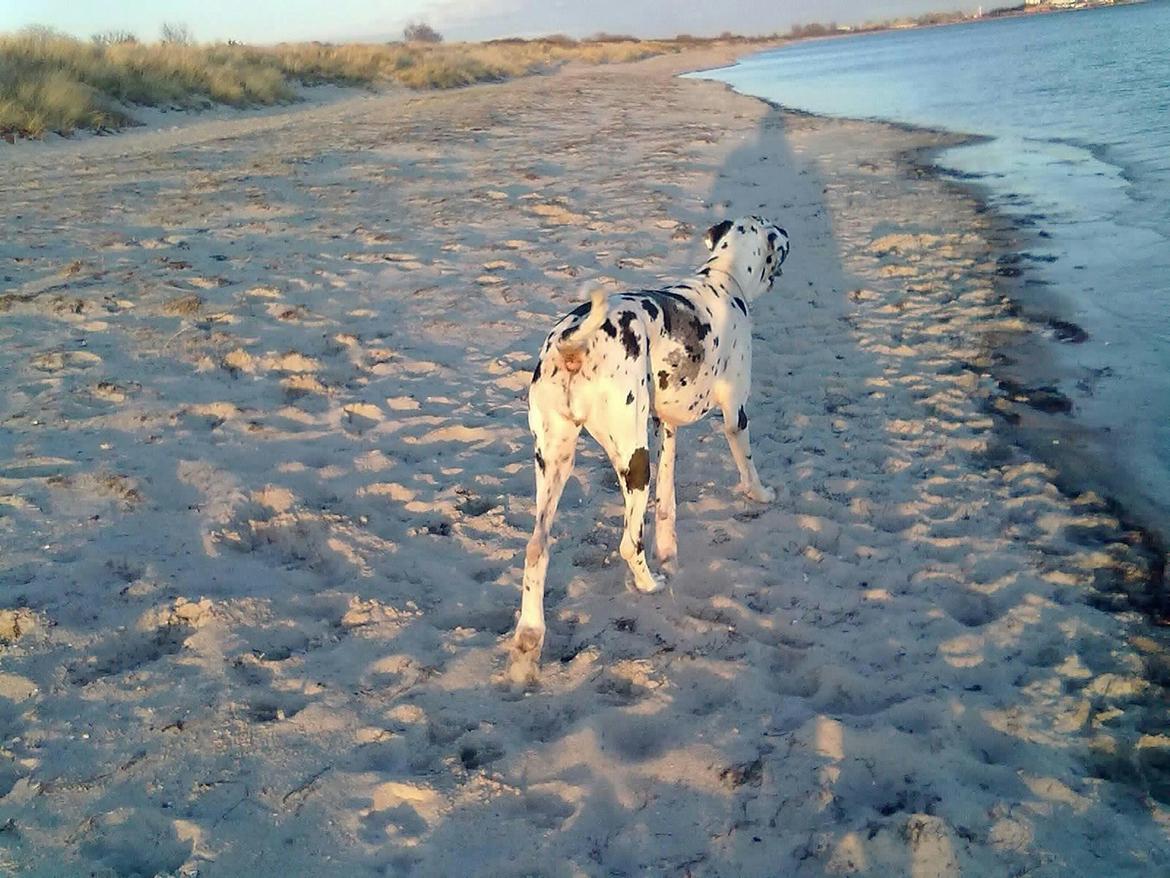 Grand danois Horsebjerg Marcella (Himmelhund) - Brøndby Strand April 2012 billede 8