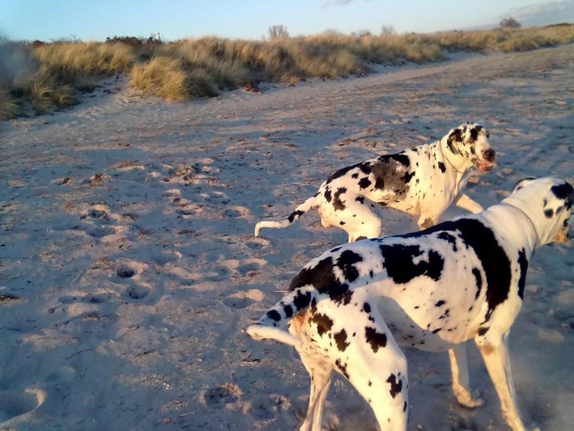 Grand danois Horsebjerg Marcella (Himmelhund) - Mor og datter på stranden 2012 billede 9