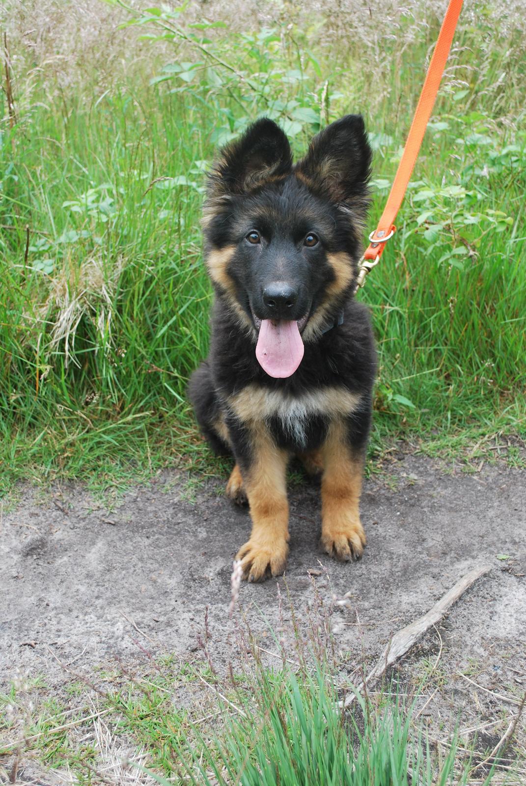 Schæferhund Kato - Kato viser at han kan ''sit'' på tur :-) ca 15 uger  billede 3