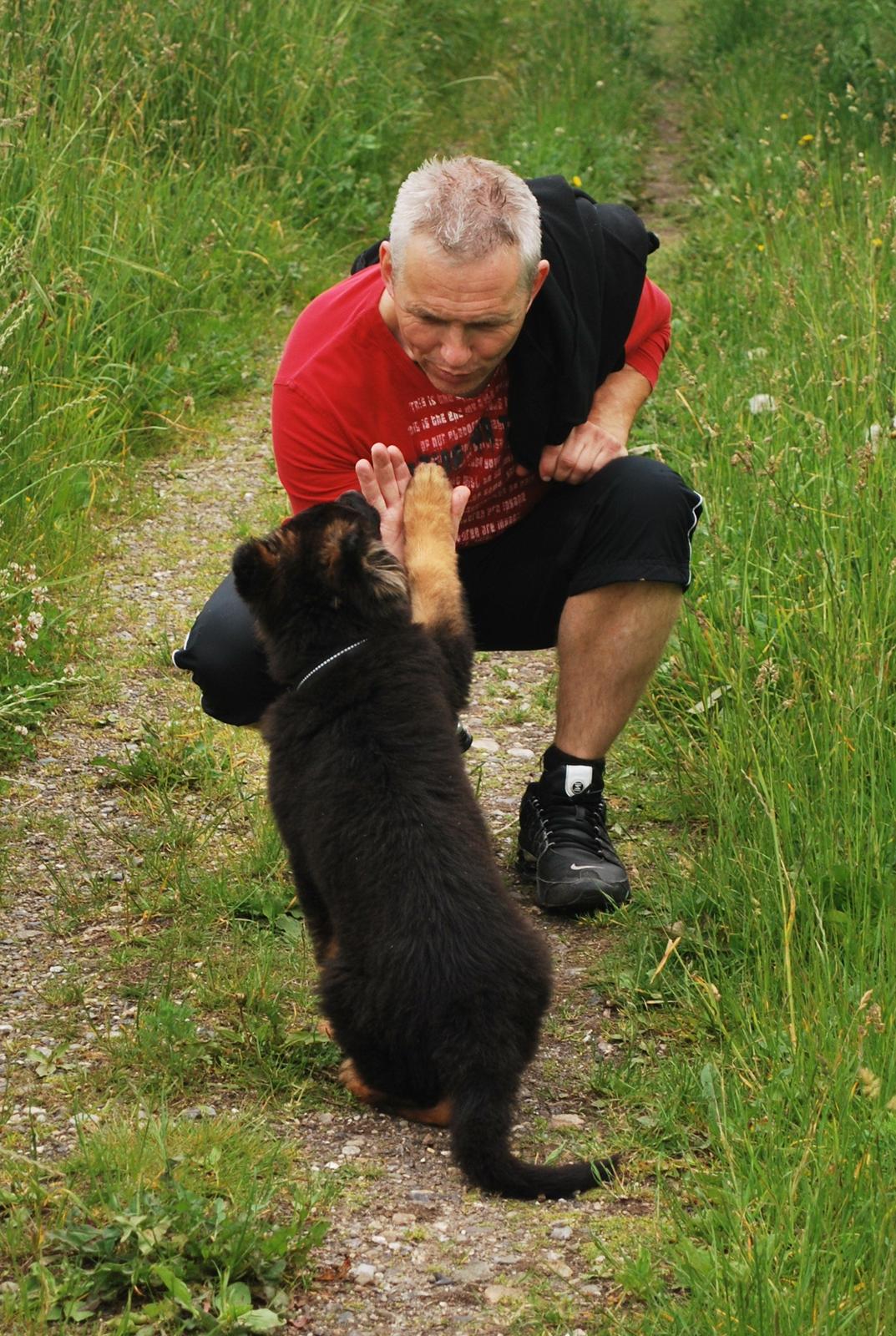 Schæferhund Kato - Kato giver min far high five
ca 15 uger billede 4