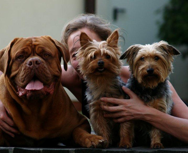 Dogue de bordeaux Esther billede 1