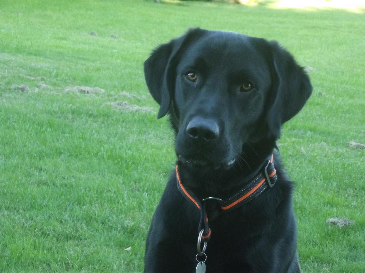 Download Formel 1 Labrador Hvid Pics