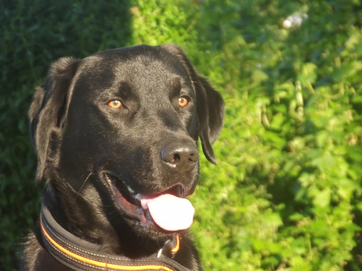 Labrador retriever Rollo<3 (formel 1) billede 1