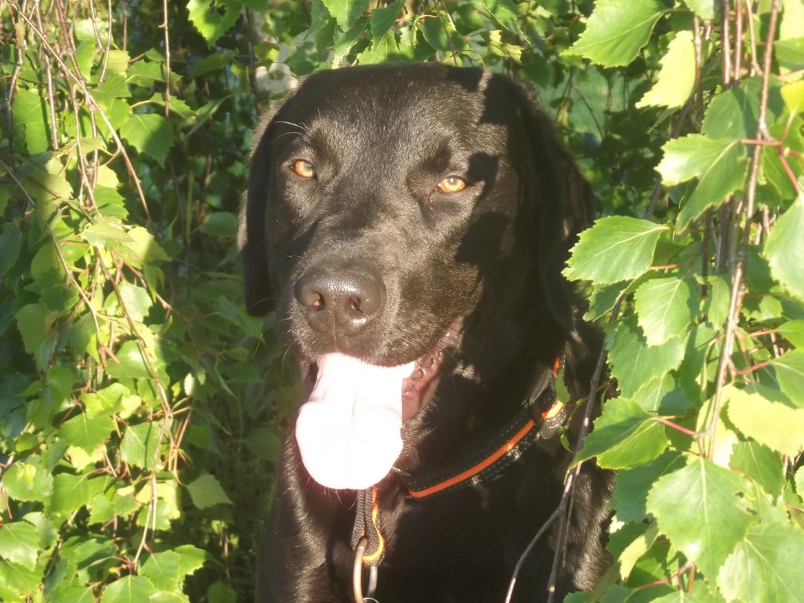 Labrador retriever Rollo<3 (formel 1) billede 3