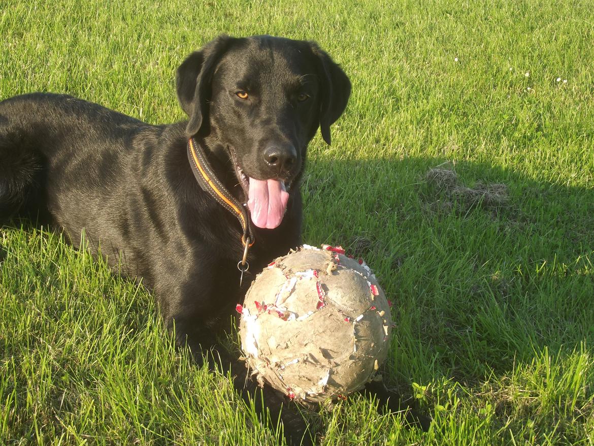 Labrador retriever Rollo<3 (formel 1) billede 18